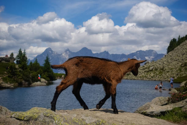 mountain goat walks on a rock from a mountain lake while hiking - sheep fence zoo enclosure imagens e fotografias de stock