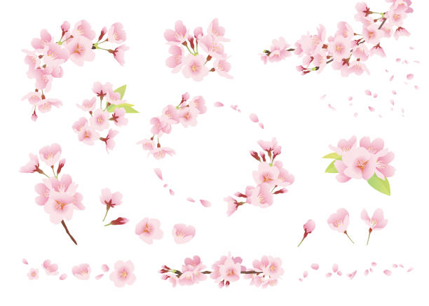 벚꽃 일러스트레이션, 장식, 디자인 부품(색상, 선 없음, 흰색 배경) - 벗꽃 stock illustrations