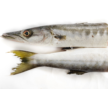 Fresh raw Barracuda Fish (cheelavu) head and tail isolated on a White background.Selective Focus.