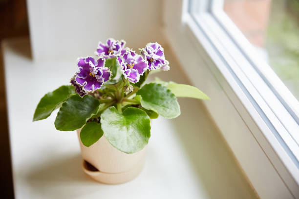 istock The purpul african saintpaulia on the window 1295594496