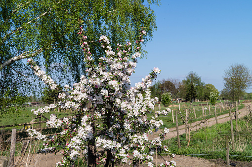 blossoming apple tree in the Altes Land near Hamburg