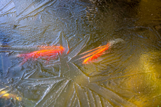 two goldfishes under an ice layer stock photo