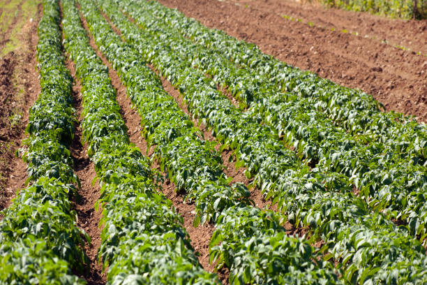 Potatoe plant growing, agricultural field, farming backgrounds. Galicia, Spain.