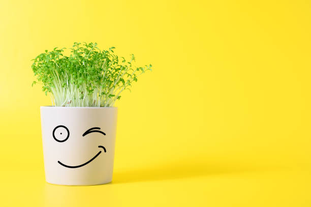 Gray pot with funny face in which grows watercress microgreens on yellow background. Springtime home gardening concept. Healthy eco food. Copy space, minimalism