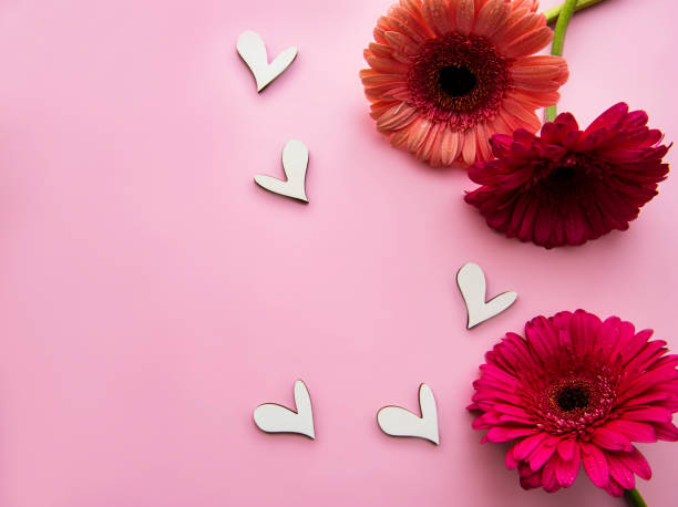 istock Gerbera flowers on a pink pastel background 1295596415