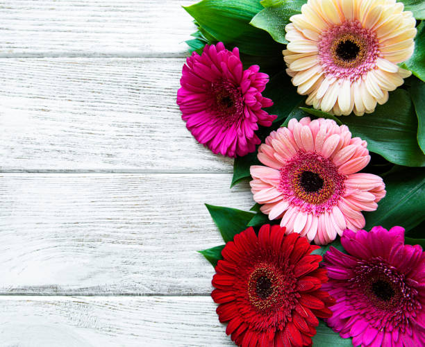 istock Bright gerbera flowers on a white wooden background. 1295596436