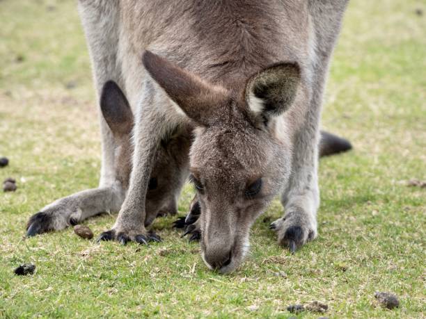 istock Mother and Baby Kangaroo Joey 1295596479