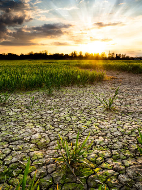 istock Cracked farmland at sunset 1295597345