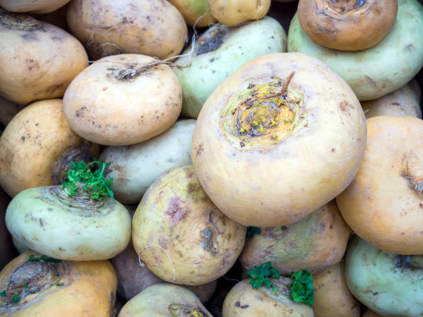 istock Turnip roots are piled on top of each other 1295598286