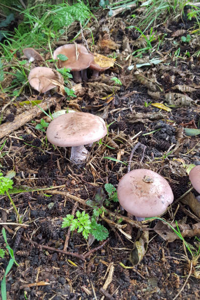 Mushrooms Wood blewit Clitocybe nuda Blewit stock pictures, royalty-free photos & images