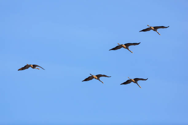 istock Cranes flying in V formation on a blue sky 1295599128