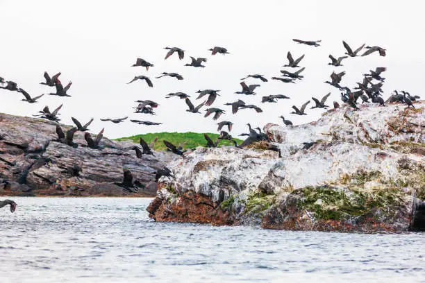 Photo of Flying European shags in a rocky coastline
