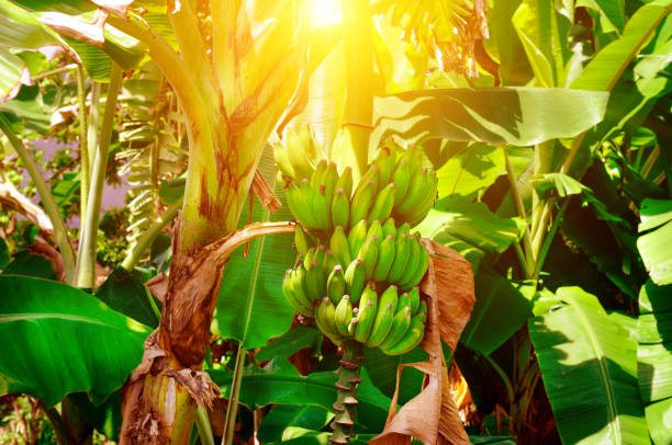 un groupe de bananes vertes mûrit sur un palmier dans un jardin tropical et le soleil. - banana plantation green tree photos et images de collection