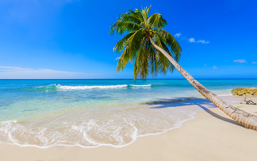 Idyllic white sand beach with Palm tree leaning out over the beach and sea