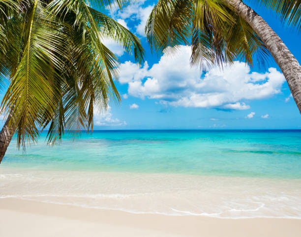 istock Beautiful Tropical Beach with Palm Trees 1295601842