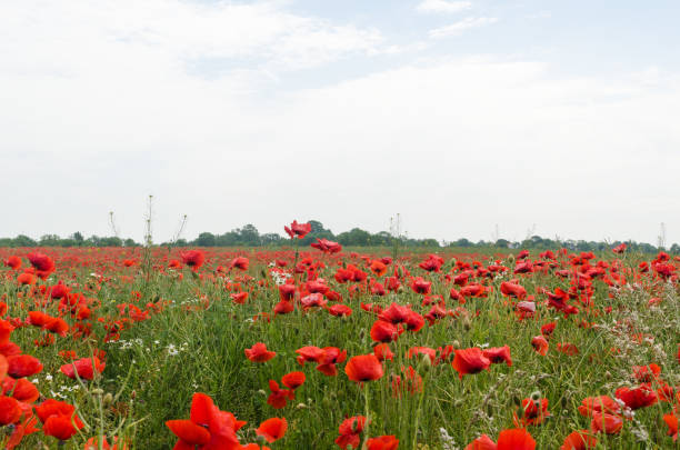 muchas amapolas de flores rojas en un campo - 5908 fotografías e imágenes de stock