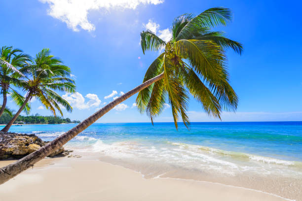istock Beautiful Tropical Beach with Palm Trees 1295601852