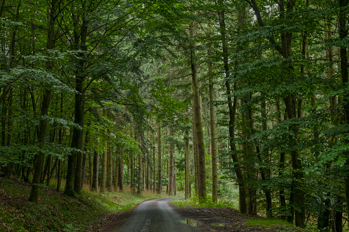 Schulwaldplatz. Forest around Bernstein castle. Fir and beech. Referent locality is Dambach-la-Ville. Route for hikers and cyclist. The Vosges