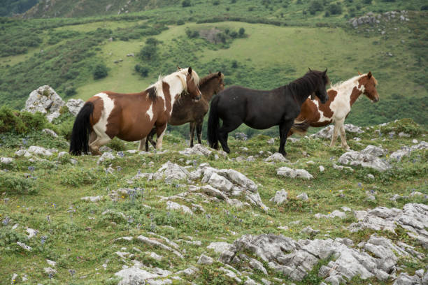istock Herd of horses in freedom 1295602702