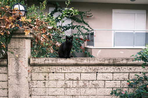 Black stray cat on a wall. Looking camera. Antalya, Turkey.