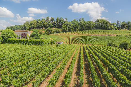 A view of vineyards in Bordeaux wine country at Saint-Emilion in France