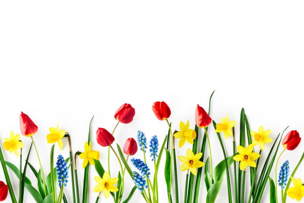 Tulip, daffodil and blue muscari spring flowers creative banner Creative composition with daffodil, tulip and blue muscari spring flowers on white background. Floral banner with beautiful yellow narcissus and red tulips. Easter flowers concept, flat lay hyacinth red stock pictures, royalty-free photos & images
