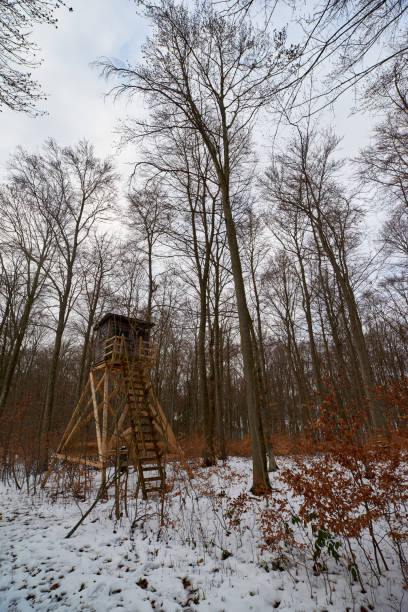 istock High Seat in winter forest 1295603966