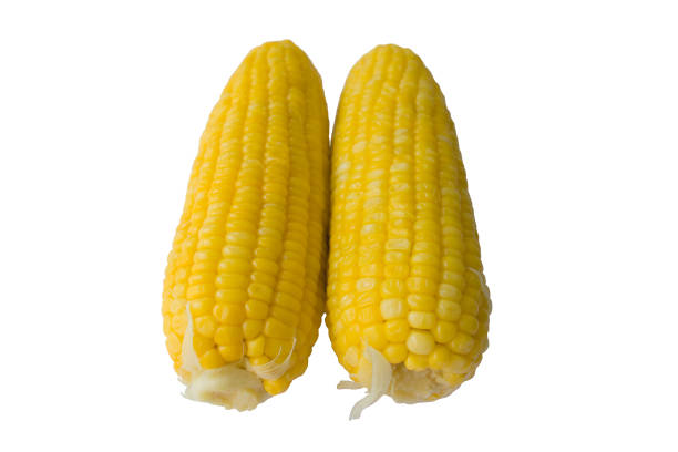 istock Steam corn for healthy nutrition. 1295604059