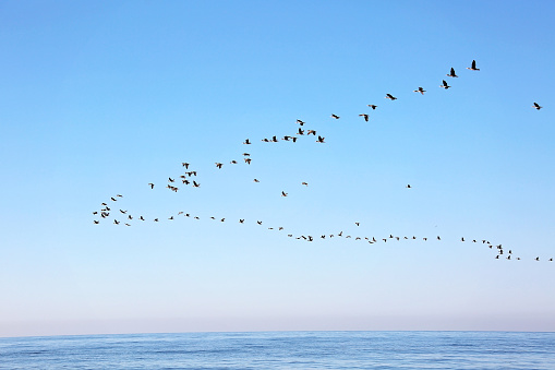 A flock of migrating birds in the sky above the sea. Seasonal migration of birds. Soft selective focus.