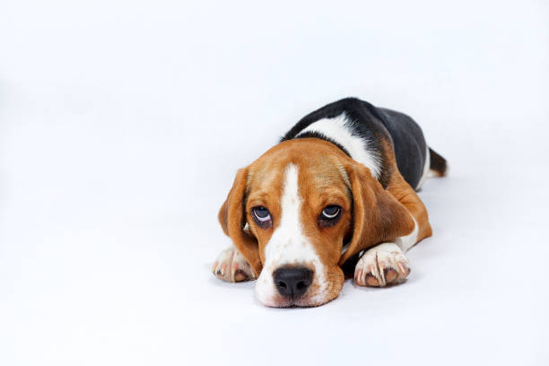 istock Puppy beagle in front of white background 1295605351