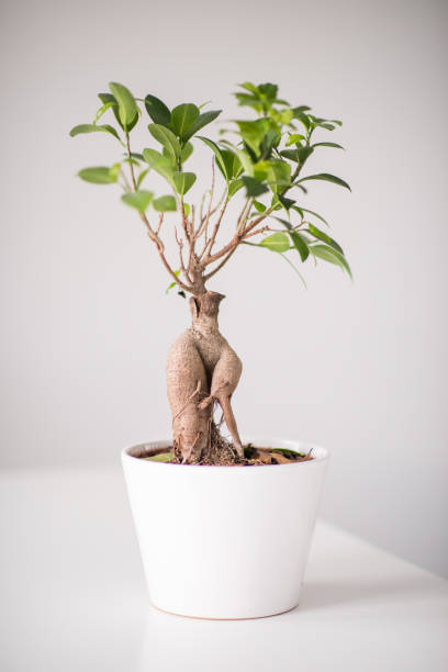 un vaso di fiori seduti su un tavolo. - ginseng bonsai tree fig tree banyan tree foto e immagini stock