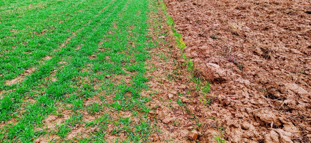 istock agricultural theme , wheat field on begining of january 1295608157