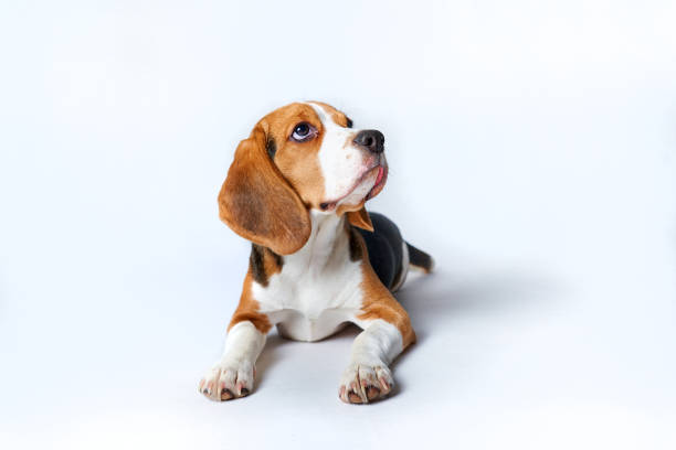 Beagle puppy lying on white isolated background and looking up