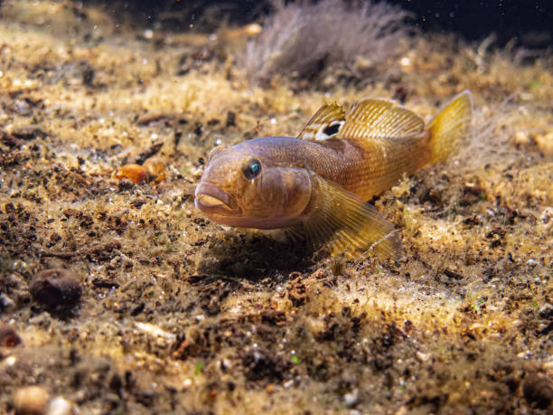Goby fish swimming at the bottom of the Danube river, Small Neogobius melanostomus, goby fish swimming at the bottom of the Danube river, looking with big black eyes, all in brown colors under water bullhead fish stock pictures, royalty-free photos & images