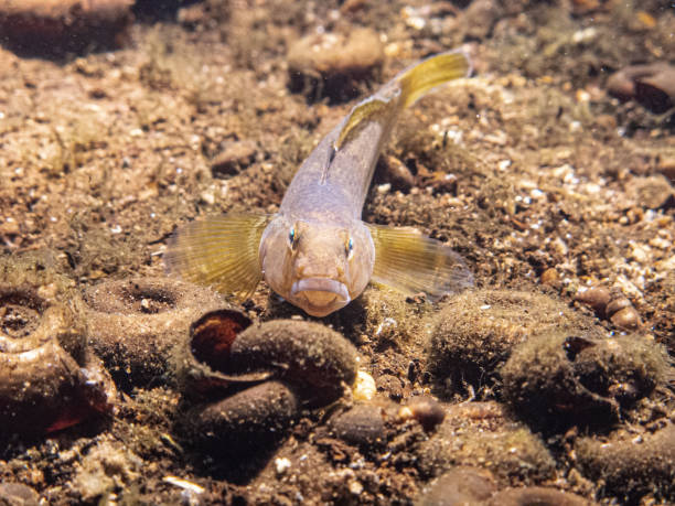 Fish in the family Gobiidae, swimming at the bottom of the Danube river, looking straight Small gobius fish, fish in the family Gobiidae, swimming at the bottom of the Danube river with smal shells around, looking straight, all in brown colors underwater bullhead fish stock pictures, royalty-free photos & images