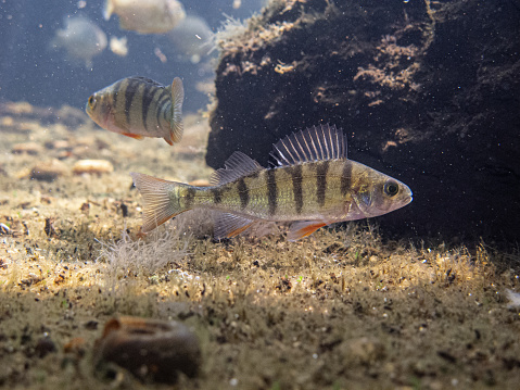 Perch fish, perca fluviatilis, is just keep swimming to the right in the river Danube at the bottom next to the rock with other redfin perch fishes all around