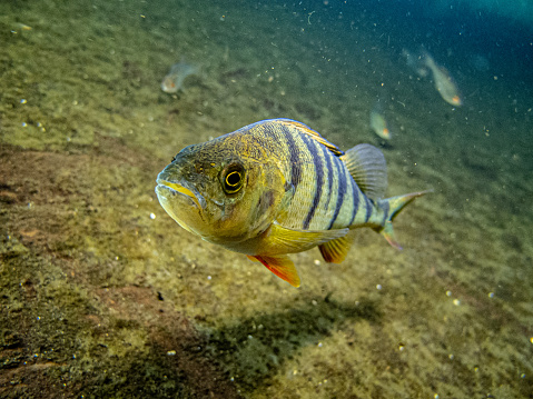 European perch - perca fluviatilis at the bottom of the river Danube underwater with small fishes in the background