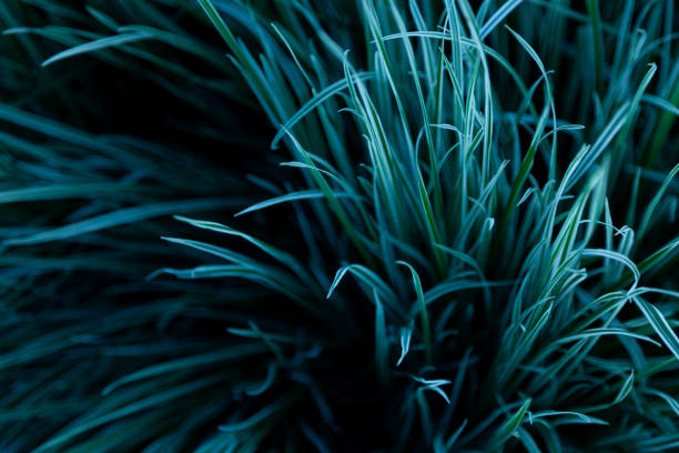 istock Green grass background. Nature, green, beautiful grassy wallpaper. Pattern 1295610521