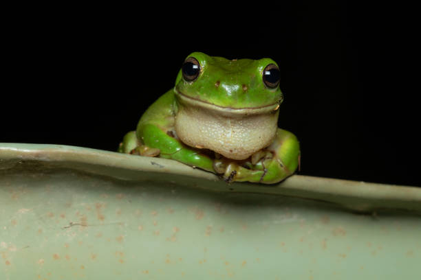Green tree frog (Litoria caerulea) Green tree frog (Litoria caerulea) sitting on top of a water tank. Atherton, Queensland, Australia amphibian stock pictures, royalty-free photos & images