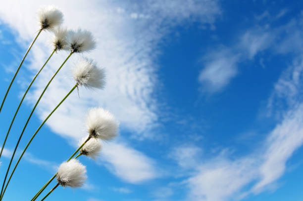 natural background - cotton grass sedge grass nature imagens e fotografias de stock