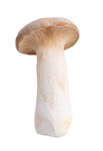 istock Edible mushroom isolated on a white background 1295612749