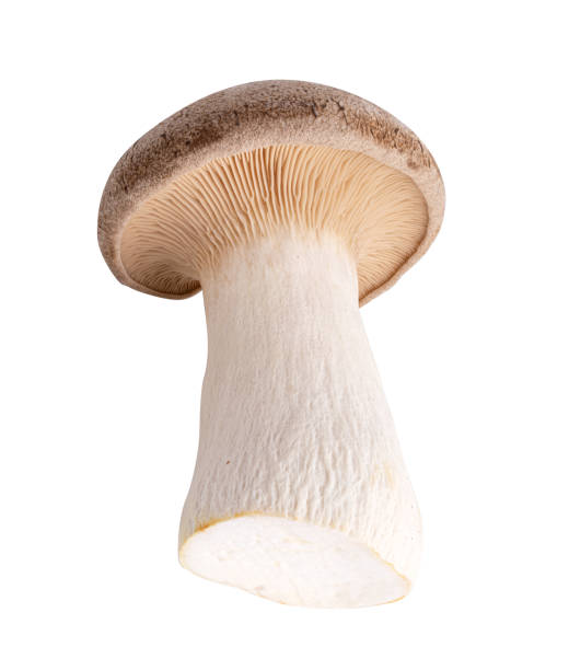 istock Edible mushroom isolated on a white background 1295612754