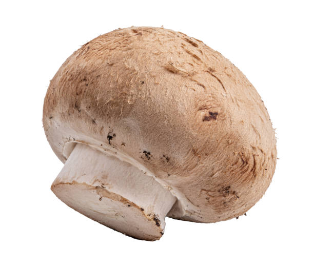 grzyb jadalny wyizolowany na białym tle - ering zdjęcia i obrazy z banku zdjęć
