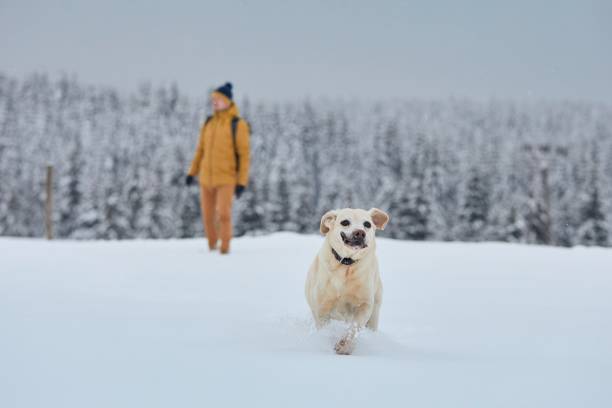 istock Funny dog running in snow against forest 1295613132