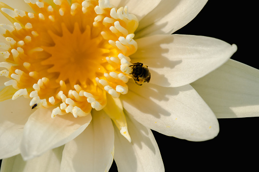 Bee on a white lotus, macro photography Bee on a white lotus