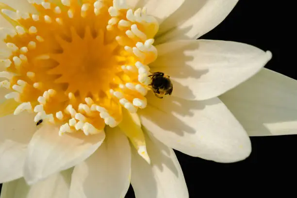 Photo of macro photography Bee on a white lotus