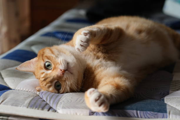 istock tabby cat lying on mattress, looking at camera and stretching paw 1295614052