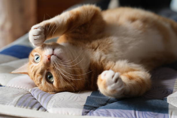 istock playful tabby cat rolling on mattress 1295614114