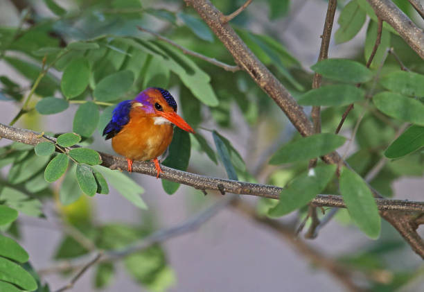 istock African Pygmy-kingfisher 1295615564