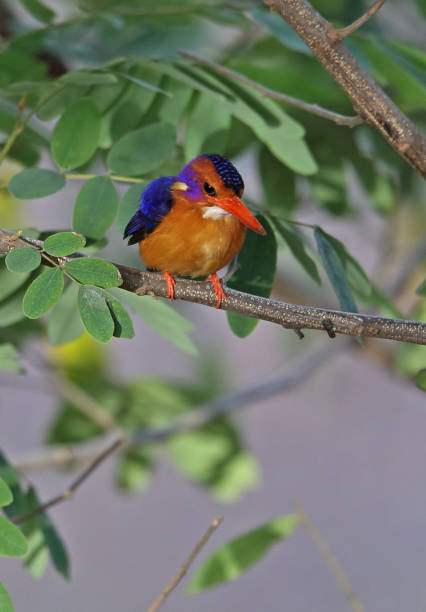 istock African Pygmy-kingfisher 1295615687